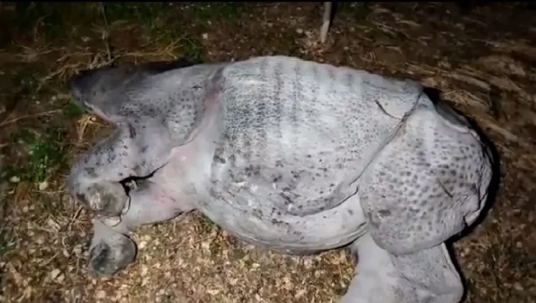Rhino found dead