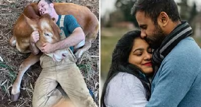 Cow Hug Day