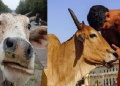 Cow Hug Day