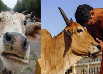 Cow Hug Day