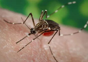 কাক মহে বেছিকৈ কামুৰে? পুৰুষক নে মহিলাক?