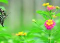 ত্ৰিপুৰাৰ দৃষ্টিনন্দন পখিলা উদ্যানে হাত বাউলী দি মাতিছে পৰ্যটকক