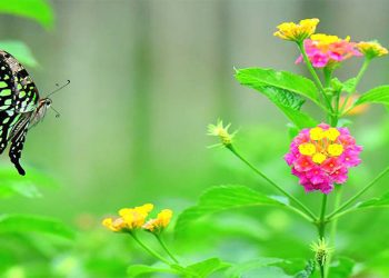 ত্ৰিপুৰাৰ দৃষ্টিনন্দন পখিলা উদ্যানে হাত বাউলী দি মাতিছে পৰ্যটকক