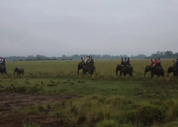 Kaziranga