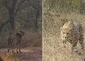 Cheetahs Released At Kuno