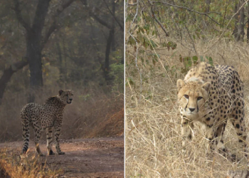 Cheetahs Released At Kuno