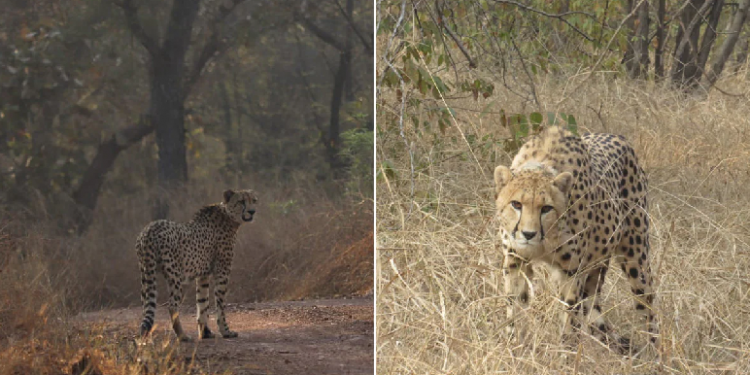 Cheetahs Released At Kuno