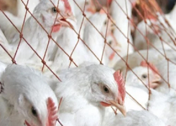 broilers seized in Srirampur