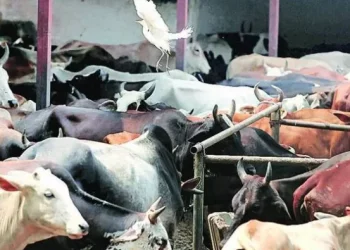 বিশ্বনাথত ২১ টা গৰুসহ আটক দুই গো-সৰবৰাহকাৰী