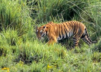 প্ৰাক্তন ৰাষ্ট্ৰপতিৰ ভ্ৰমণৰ বাবে ব্যৱহাৰ কৰা হৈছিল কাজিৰঙাৰ ব্যাঘ্ৰ সংৰক্ষণৰ পুঁজিৰ ধন