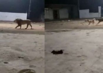 কালৰো কাল বিপৰীত কাল! ৰাস্তাৰ কুকুৰৰ ভয়ত গাওঁ এৰি পলাল সিংহ; ভিডিঅ’ ভাইৰেল