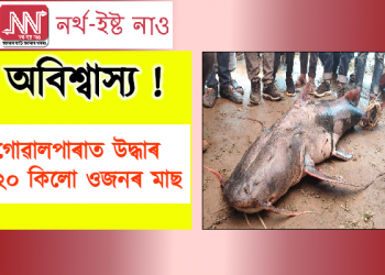 অবিশ্বাস্য ! গোৱালপাৰাত উদ্ধাৰ ১২০ কিলোগ্ৰাম ওজনৰ মাছ