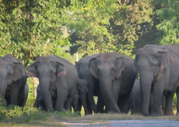 elephants supply to Gujarat