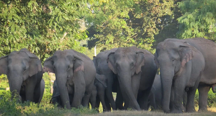 elephants supply to Gujarat