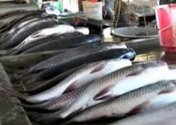আকৌ চালানী মাছক লৈ শংকা! মীন বিভাগৰ পৰীক্ষাত ধৰা পৰিছে বৰবিহ, কিন্তু…