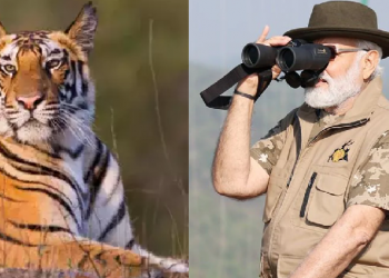 India's Tiger Population