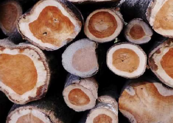 কাৰ্বি আংলঙত বৃহৎ পৰিমাণৰ চোৰাং কাঠ জব্দ