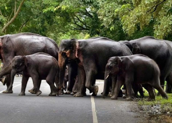 উঃপূঃৰ পৰা গুজৰাটলৈ অধিক হাতী প্ৰেৰণ কৰা হ’ব :  উচ্চতম ন্যায়ালয়ে গঠন কৰি দিয়া কমিটীৰ নিৰ্দেশনা