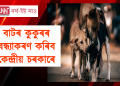 কুকুৰৰ বাবে নতুন অধিসূচনা আনিছে কেন্দ্ৰই  : কি কি আছে এই অধিসূচনাত?