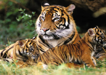 বাঘিনীৰ বাবে কলিয়াবৰত জাৰি কৰা হ’ল ১৪৪ ধাৰা