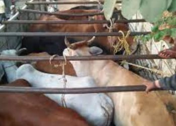 শোণিতপুৰত জব্দ ৪০ টাকৈ গৰুভৰ্তি ট্ৰাক
