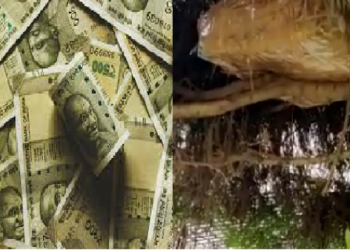 টকা গছত লাগে! নিৰ্বাচনৰ পূৰ্বে তোলপাৰ কৰ্ণাটক; গছৰ পৰা উদ্ধাৰ কোটি টকা