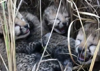 cheetah died