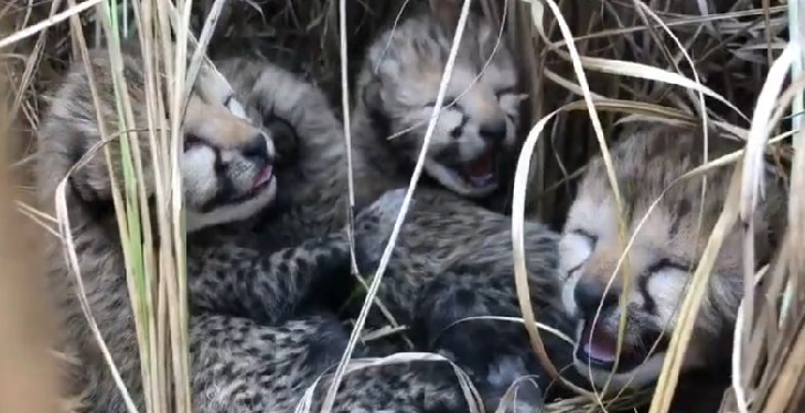 cheetah died