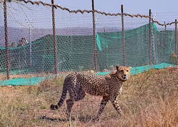 Cheetah Kuno National Park