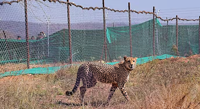 Cheetah Kuno National Park
