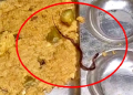 Snake Found In Mid-Day Meal