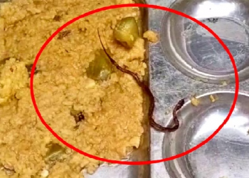 Snake Found In Mid-Day Meal