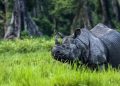 কাজিৰঙা ৰাষ্ট্ৰীয় উদ্যানত গঁড়ৰ গণনাৰ ‘বিসংগতি’ক লৈ বৈঠক অনুষ্ঠিত কৰিব কেন্দ্ৰীয় বন মন্ত্ৰালয়ে