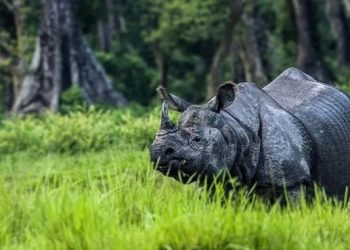 কাজিৰঙা ৰাষ্ট্ৰীয় উদ্যানত গঁড়ৰ গণনাৰ ‘বিসংগতি’ক লৈ বৈঠক অনুষ্ঠিত কৰিব কেন্দ্ৰীয় বন মন্ত্ৰালয়ে