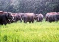 বন্যহস্তীৰ আক্ৰমণত ৰাজ্যত ২৪ ঘণ্টাৰ ভিতৰত তিনি ব্যক্তিৰ মৃত্যু