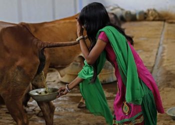 সাৱধান! মৃত্যুৰ কাৰক হ’ব পাৰে গো-মূত্ৰ পান! কোন বিজ্ঞানীয়ে দিলে সতৰ্ক বাণী?
