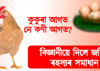 কুকুৰা আগত নে কণী আগত? বিজ্ঞানীয়ে দিলে এই জটিল সাঁথৰৰ উত্তৰ