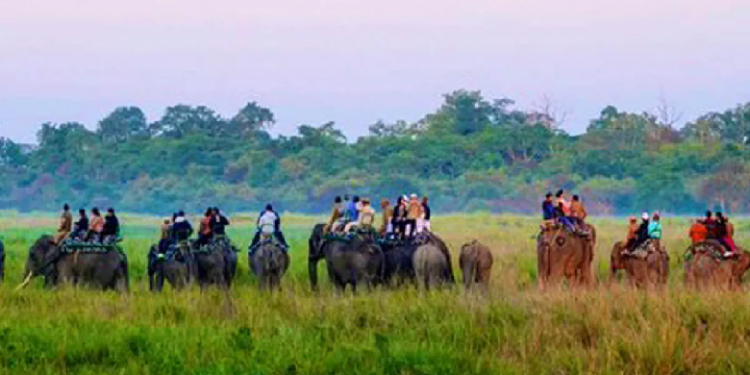 Assam Forest department