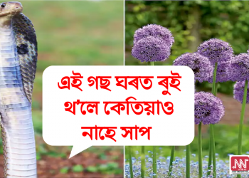 এই গছ ঘৰত ৰুই থ’লে কেতিয়াও নাহে সাপ বা বিষাক্ত পোক। কি হয় এই গছ?
