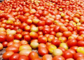 tomatoe price