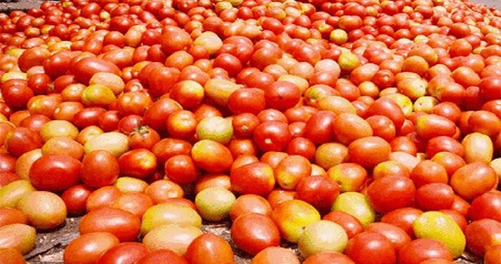 tomatoe price