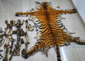 tiger skin and bone seized in Assam