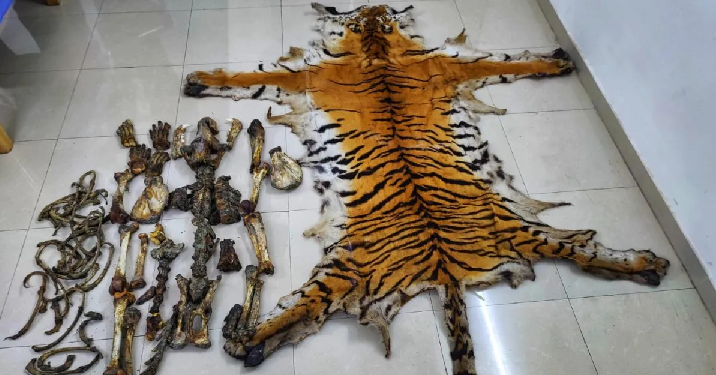 tiger skin and bone seized in Assam