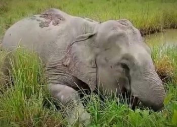 নগাঁৱত ৰহস্যজনকভাৱে মৃত অৱস্থাত উদ্ধাৰ দুটাকৈ হাতী
