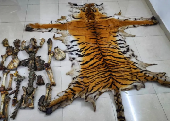 চোৰাং চিকাৰৰ বলি হ’ল যোৱা বছৰ উমানন্দত উদ্ধাৰ কৰি নামেৰীত মেলি দিয়া ঢেঁকীয়াপতীয়া বাঘ!