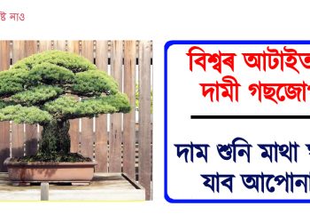 বিশ্বৰ আটাইতকৈ দামী গছজোপা : দাম শুনি মাথা ঘূৰাই যাব আপোনাৰ