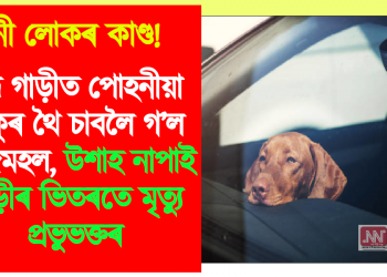 ধনী লোকৰ কাণ্ড! বন্ধ গাড়ীত পোহনীয়া কুকুৰ থৈ চাবলৈ গ’ল তাজমহল, উশাহ নাপাই গাড়ীতে মৃত্যু প্ৰভুভক্তৰ