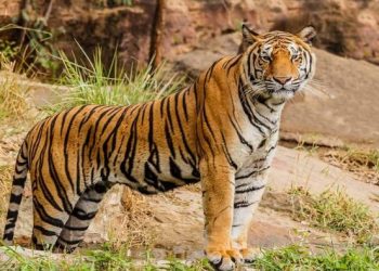 ভাৰতত বাঘৰ সংখ্যা ৩৬০০ অতিক্ৰম; ৭৮৫ টা বাঘৰ সংখ্যাৰে দেশৰ শীৰ্ষত মধ্যপ্ৰদেশ