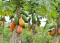 Health Benefits of Papaya