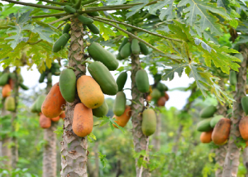 Health Benefits of Papaya